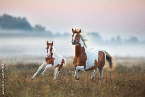 Foto Red pinto horse with foal in fog