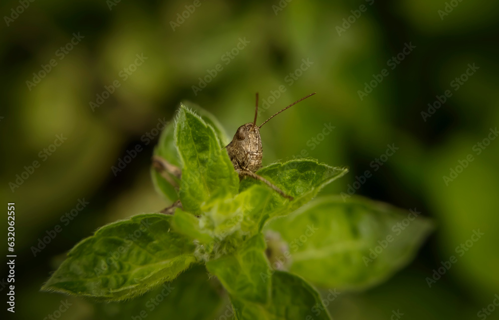 grasshopper on a leaf grasshopper on a leaf