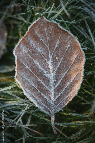 frost on leaf