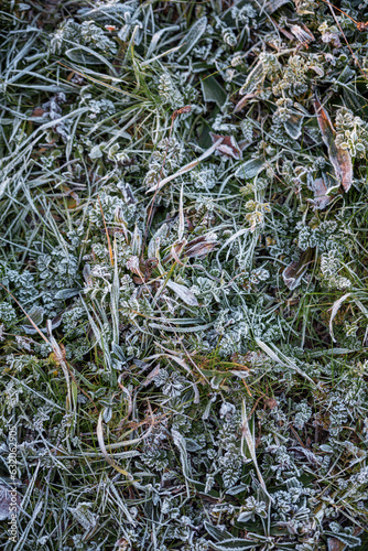 Frozen grass
