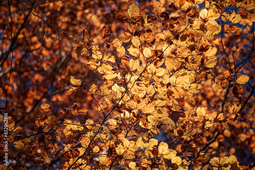 Golden autumn leaves background