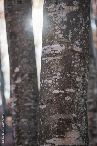 Beech tree trunk