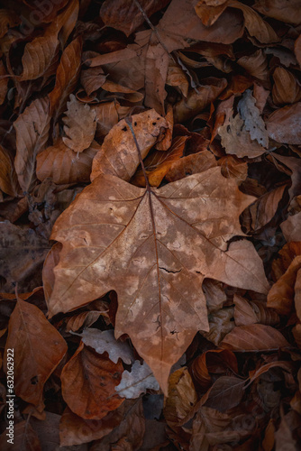 autumn maple leaves on the ground