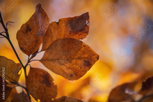 Beech autumn leaves