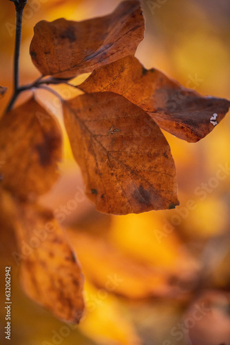Beech autumn leaves