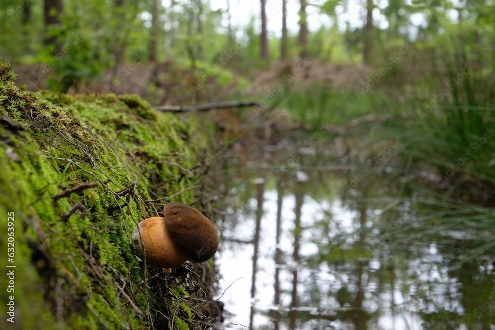 Young Boletus luridiformis (Neoboletus luridiformis, Boletus erythropus), commonly known as the scarletina bolete - edible tasty mushroom. It is growing in a strange position on the escarpment. Young Boletus luridiformis (Neoboletus luridiformis, Boletus erythropus), commonly known as the scarletina bolete - edible tasty mushroom. It is growing in a strange position on the escarpment.