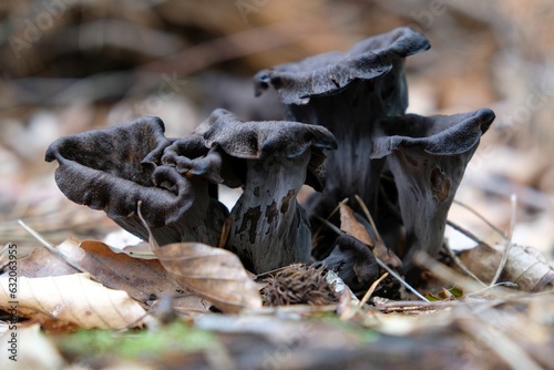 Group of late autumn mushrooms Craterellus cornucopioides (horn of plenty, black chanterelle, trompette de la mort) is growing in forest among dry leaves.