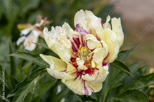 Paeonia Itoh Hybrids Lolliepop in the spring garden photo