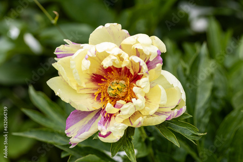 Paeonia Itoh Hybrids Lolliepop in the spring garden photo