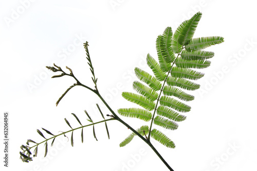 wild acacia leaves isolated on white
