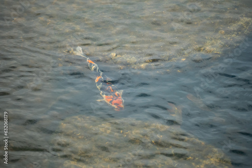 Photography Fish swimming in water, wild animals, freshwater fish, Taiwan river