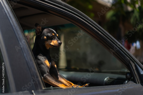 Close-up of a black Toy Terrier looking out of the front passenger window of a dark car on a sunny day. Funny dog looks out of the car window.