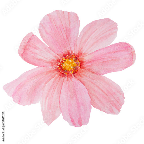 Pink Cosmos watercolor illustration. Hand drawn botanical painting, floral sketch. Colorful flower clipart for summer or autumn design of wedding invitation, print, greeting, sublimation, textile