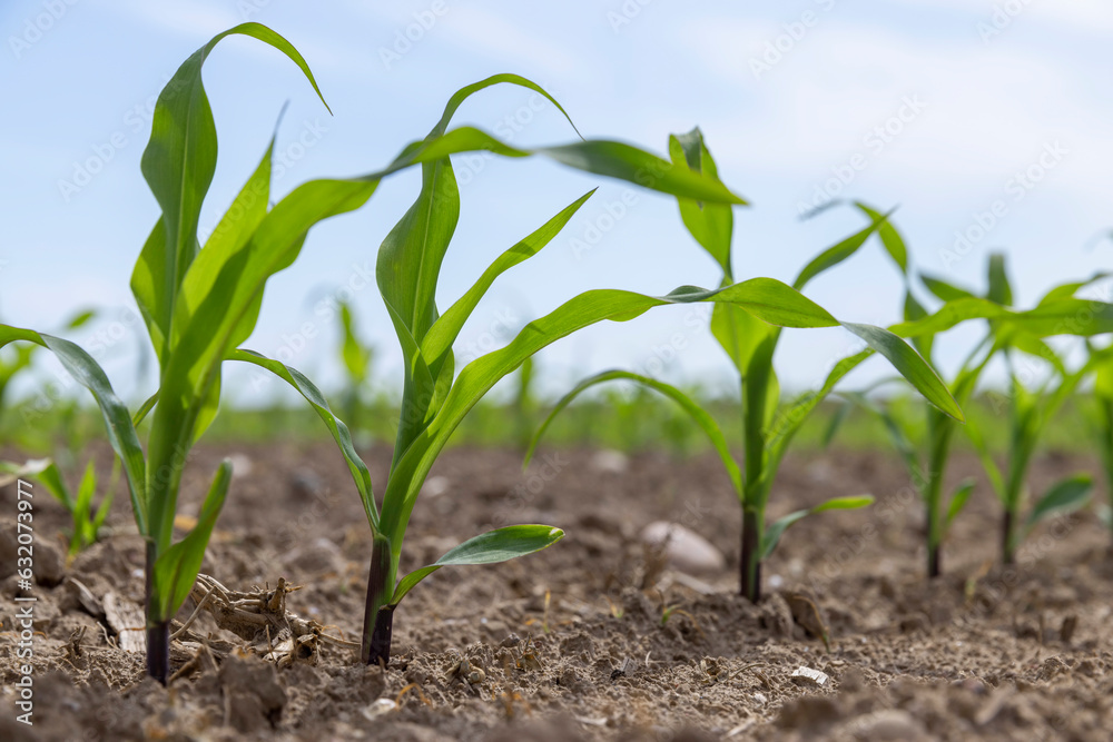 green corn sprouts in the spring season, an agricultural field green corn sprouts in the spring season, an agricultural field