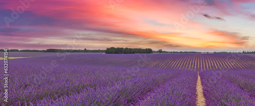 Wonderful summer nature landscape. Amazing peaceful sunset light blooming purple lavender flowers panorama. Moody pastel colorful sky bright agriculture. Floral panoramic meadow field in horizon lines
