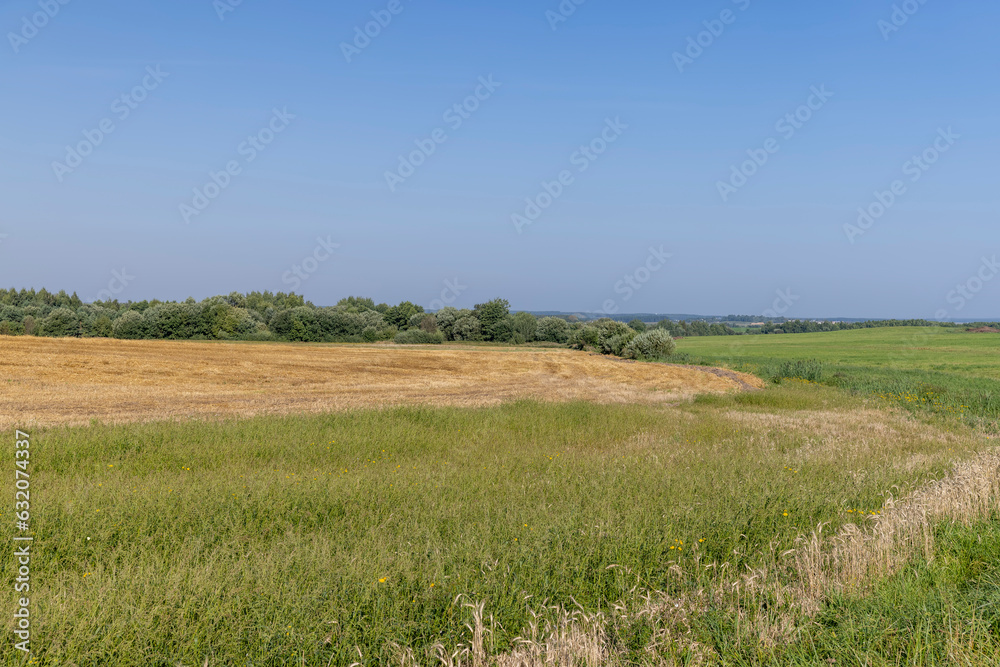 A field with cereals in the summer