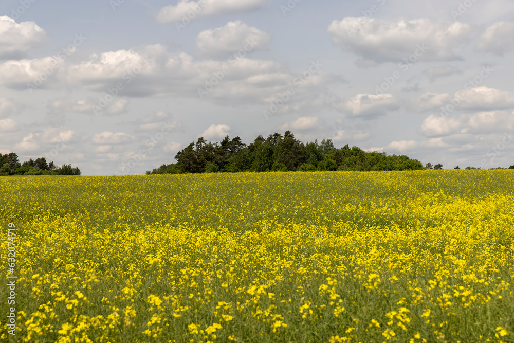 yellow rapeseed flowers during spring flowering