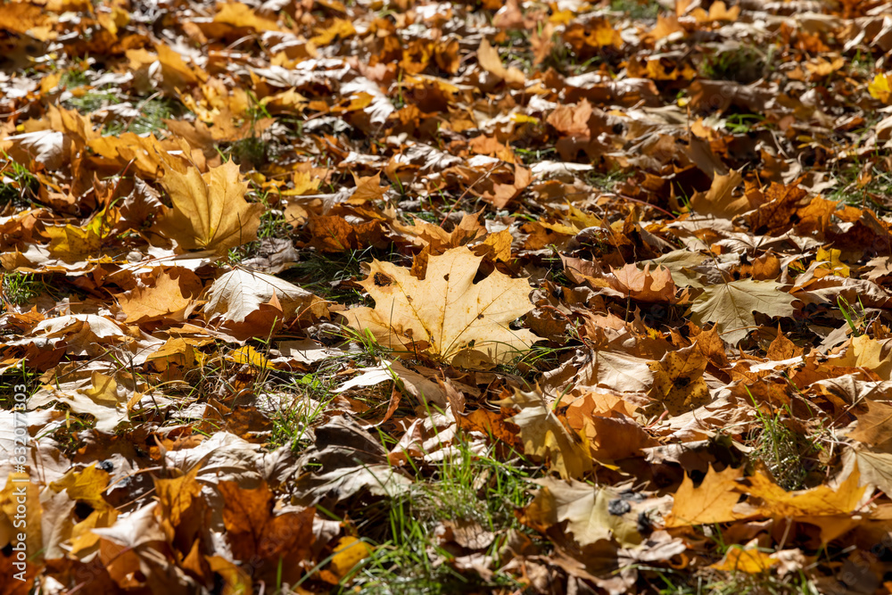 Orange maple foliage lies on the ground