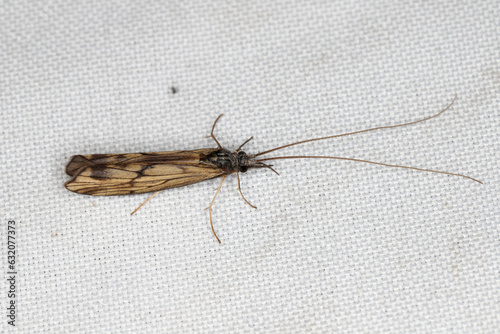 The caddisflie or order Trichoptera sitting on the window curtain lured by the light into the house. photo