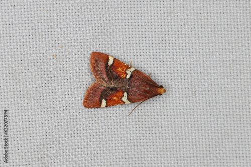 A moth (Pyralis) sitting on the window curtain lured by the light into the house. photo