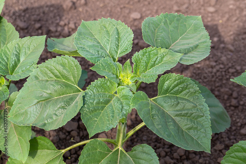 Wallpaper Mural A close-up of a sprout of sunflower sprouts lit by the afternoon sun on fertile black soil. Concept agro culture. Torontodigital.ca
