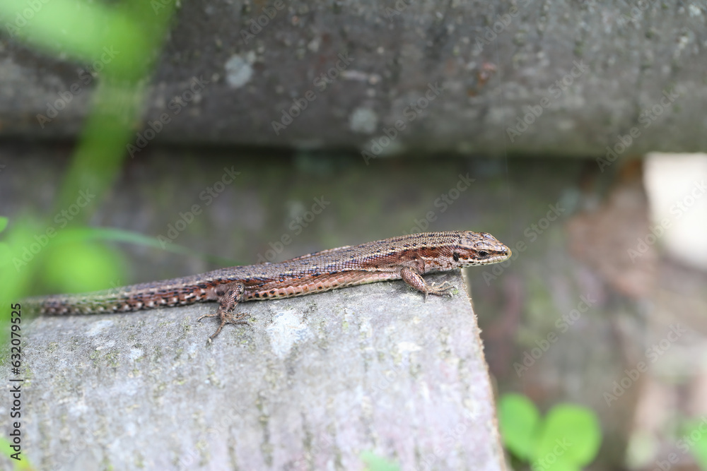 Common lizard (Zootoca vivipara) basking in the sun on wood at Bieszczady mountains. Common lizard (Zootoca vivipara) basking in the sun on wood at Bieszczady mountains.