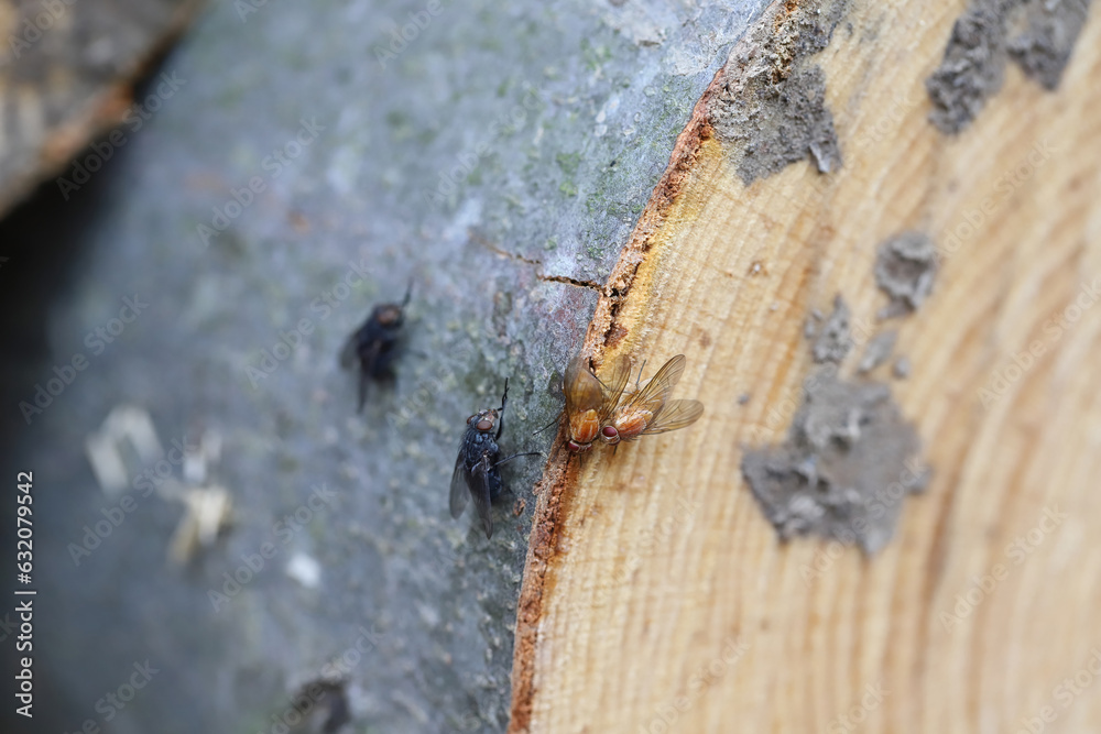 Flies licking juice from the bark of a cut beech in the Carpathians, Bieszczady mountains. Flies licking juice from the bark of a cut beech in the Carpathians, Bieszczady mountains.
