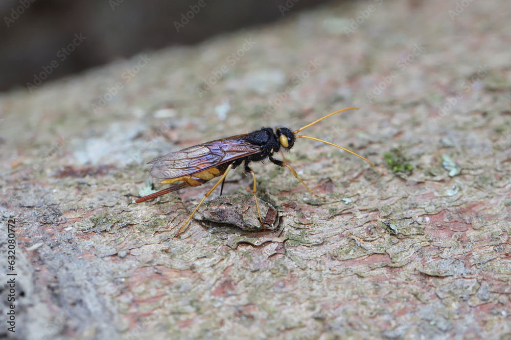 Obraz premium Giant horntail (Urocerus gigas). A female laying eggs in the wood of a spruce tree.
