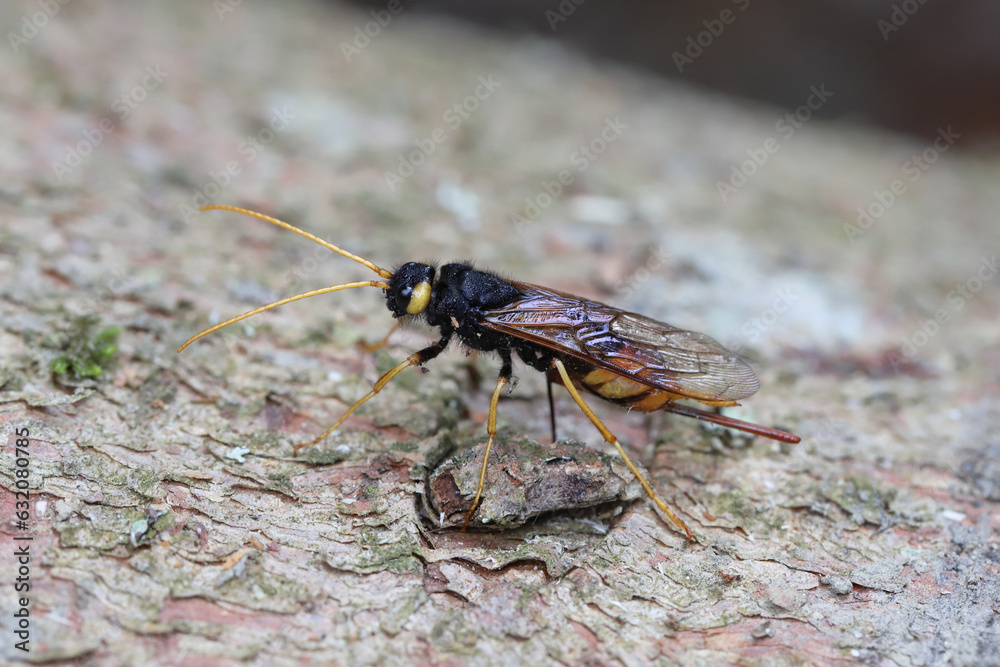 Giant horntail (Urocerus gigas). A female laying eggs in the wood of a spruce tree. Giant horntail (Urocerus gigas). A female laying eggs in the wood of a spruce tree.