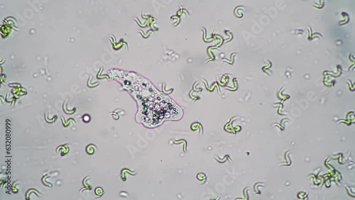 Mobile bacteria from fermented  product microcosmic background. The theme of lactic acid foods is under 1000x magnification. Bacteria useful for human body from yogurt in a microscope. photo