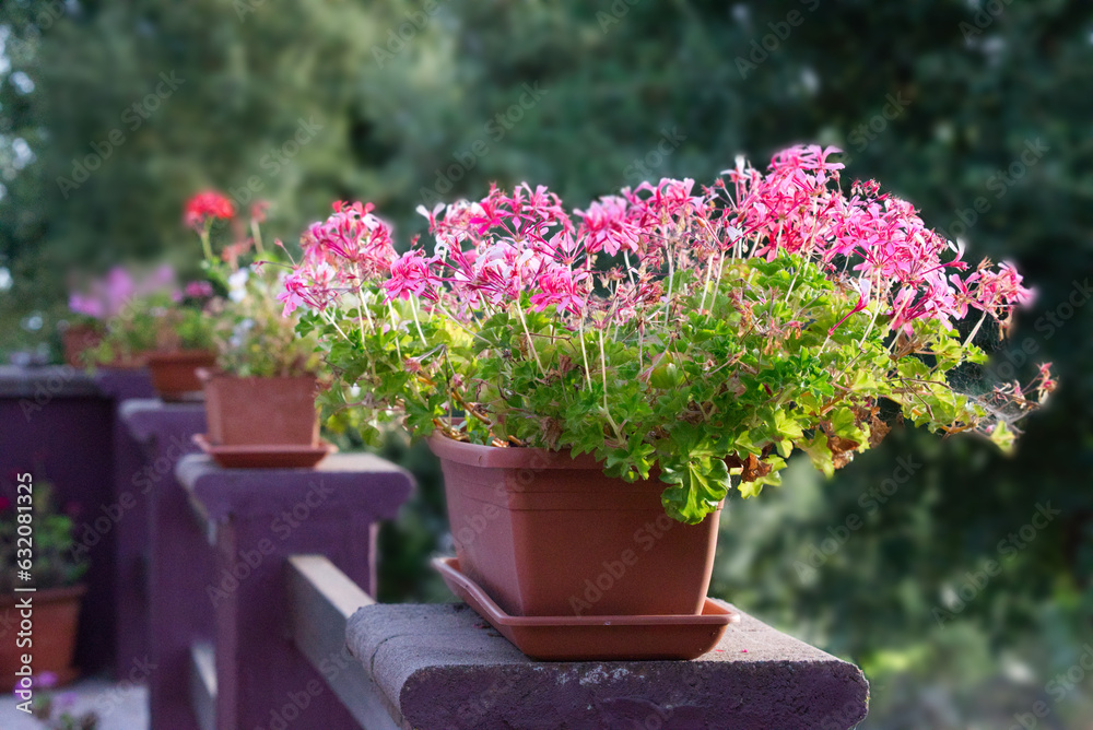 Pink flowers in pots with bushes background in a summer day