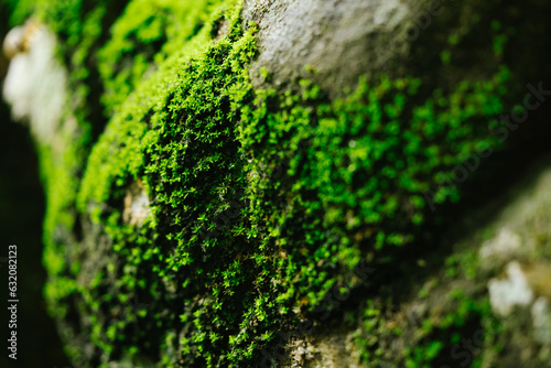 beautiful green moss on the ground, Beautiful bright green moss growing covering rough rocks and on forest floor