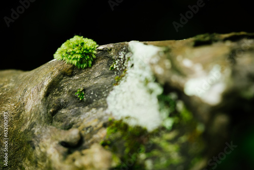 beautiful green moss on the ground, Beautiful bright green moss growing covering rough rocks and on forest floor