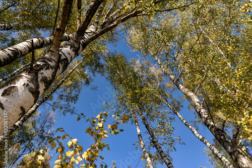 sunny autumn weather in a birch forest with a blue sky