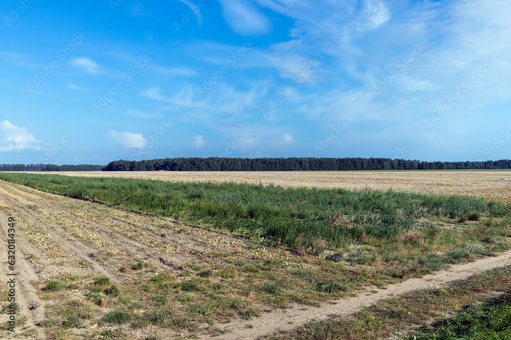 A field with a ripe onion harvest during the food harvest