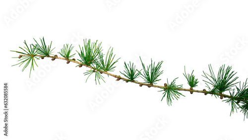 Tableau sur toile Branch of larch (Larix) with fresh greenneedles, Germany | coniferous branch | i
