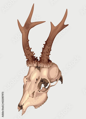 Vector picture of realistic detailed deer skull