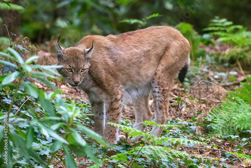 A mature Northern Lynx, latin name Lynx lynx lynx, in woodland. A subspecies of the Eurasian lynx and found in forests and woodland.