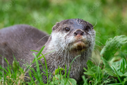 Oriental small-clawed otter, Aonyx cinereus, on grass background. This is the smallest otter species in the world and is indigenous to the wetlands of South and Southeast Asia.