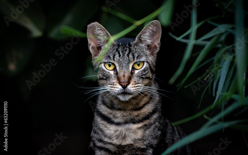 Stray cat with cropped ear indicating that it has been spayed or neutered by a rescue group as part of a TNR program to control the overpopulation of feral cats. Feral cat with yellow eyes in a park
