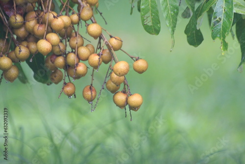 Close up of longan fruit on tree in the garden. Selective focus. photo