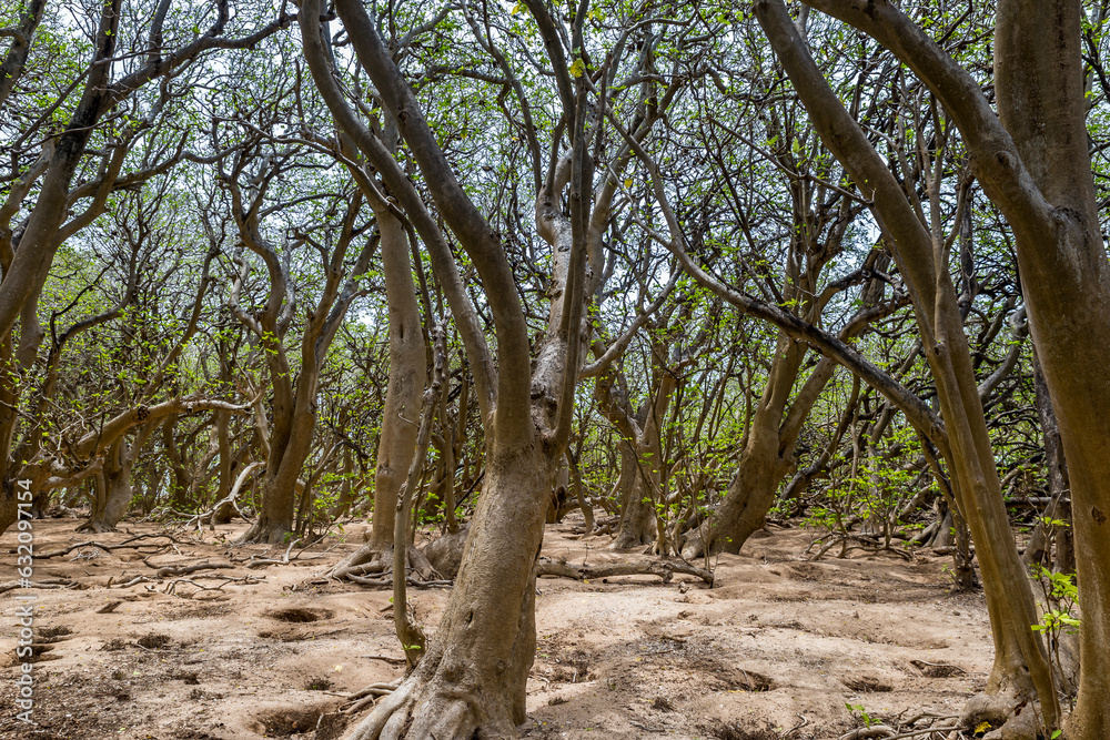 Pisonia trees on Lady Musgrave Island, Great Barrier Reef , Queensland, Australia. Pisonia trees on Lady Musgrave Island, Great Barrier Reef , Queensland, Australia.