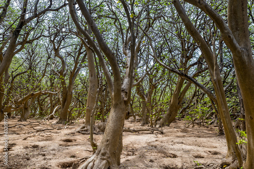 Pisonia trees on Lady Musgrave Island, Great Barrier Reef , Queensland, Australia.