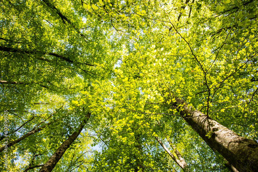 Fototapeta premium Spring sunrise in La Fageda D En Jorda Forest, La Garrotxa, Spai