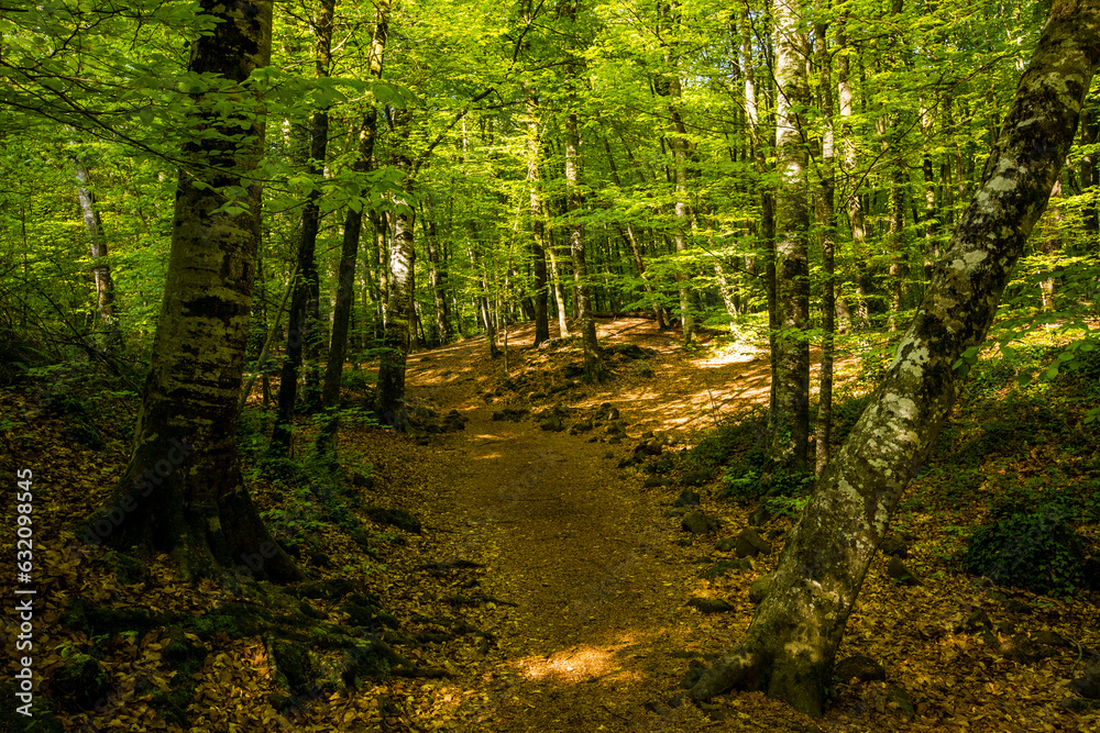 Spring sunrise in La Fageda D En Jorda Forest, La Garrotxa, Spai