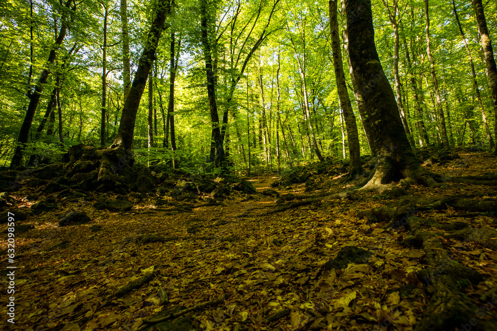 Spring sunrise in La Fageda D En Jorda Forest, La Garrotxa, Spai Spring sunrise in La Fageda D En Jorda Forest, La Garrotxa, Spai