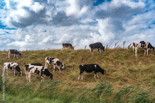 Eine Gruppe Kühe grast auf einem Deich © Bjoern Kanka