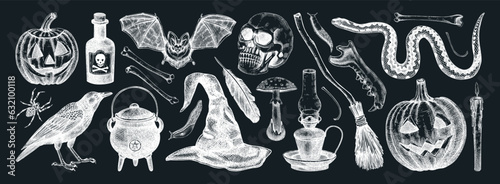Halloween vector illustrations set on chalkboard. Skull, bones, pumpkin head, mushrooms, snakes, raven sketches. Hand drawn witchcraft and magic element for Halloween design, print, decoration