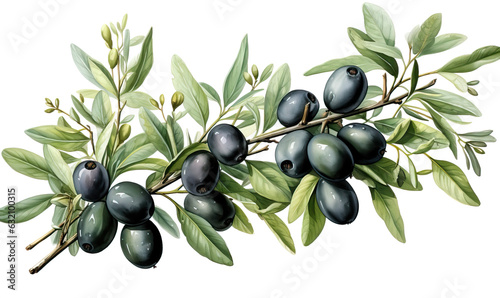 Branch with olives on a white background.