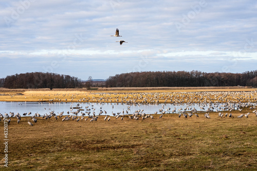 Tausende Kraniche am See beim Naturschutzgebiet Pulken in Südschweden photo
